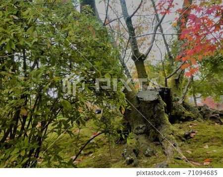 Mossy stumps and autumn leaves 71094685