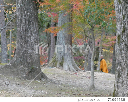 Cedar and autumn leaves 71094686