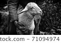 White lamb farm 71094974