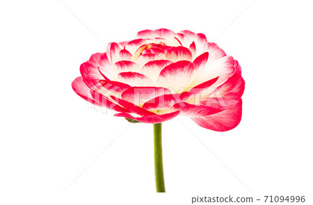 buttercup flower isolated buttercup flower isolated 71094996