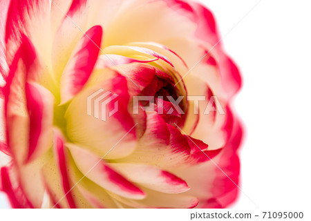 buttercup flower isolated buttercup flower isolated 71095000