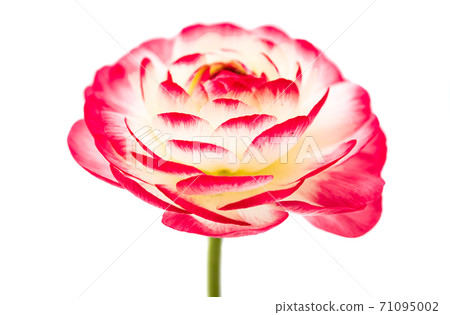 buttercup flower isolated buttercup flower isolated 71095002