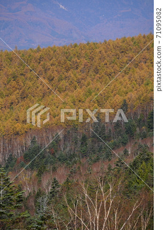 Autumn leaves of larch and birch from Prefectural Road 435 in Takayama City, Takayama City 71095082