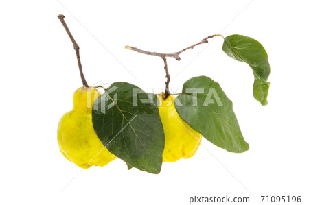 quince isolated quince isolated 71095196