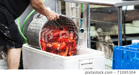 Man pouring a pot of steamed fresh Maine lobsters into a bin Man pouring a pot of steamed fresh Maine lobsters into a bin 71095304