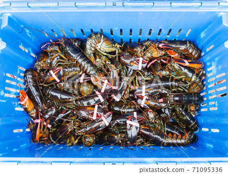Looking down at a bin full of frh caught live Maine lobsters 71095336