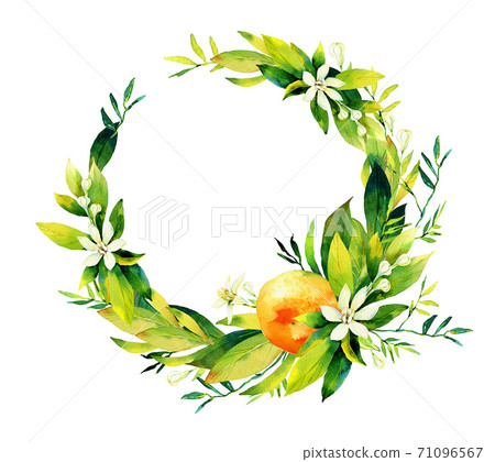 Beautiful frame composition made of hand drawn watercolour citrus fruits leaves and flowers. 71096567