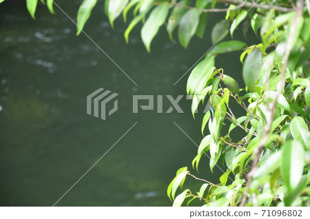 Blue butterfly perched on green leaves Blue butterfly perched on green leaves 71096802