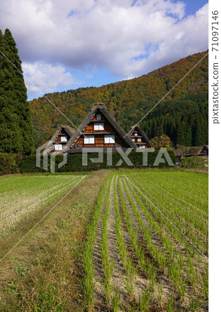 Shirakawa Town of autumn leaves Shirakawa Town of autumn leaves 71097146