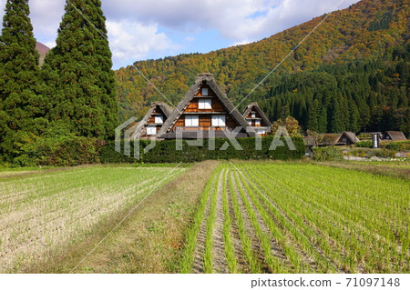 Shirakawa Town of autumn leaves Shirakawa Town of autumn leaves 71097148