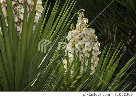 White flowers of yucca plant 71098366