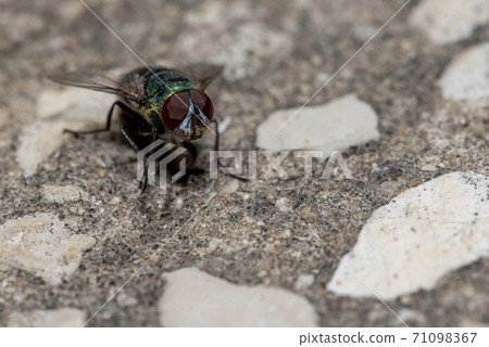 Green fly on a stone, Green fly on a stone closeup. Green fly on a stone, Green fly on a stone closeup. 71098367