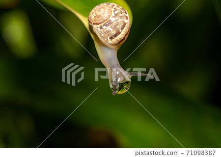 Slug eating lettuce leaf. Snail invasion in the garden 71098387