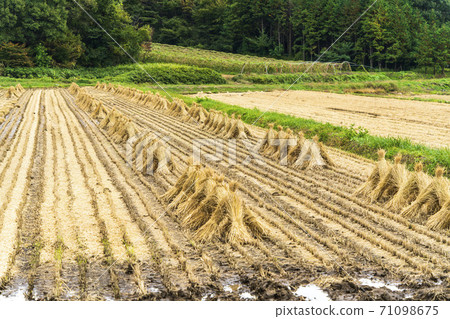 Rice fields after harvesting Nihonmatsu City, Fukushima Prefecture 71098675