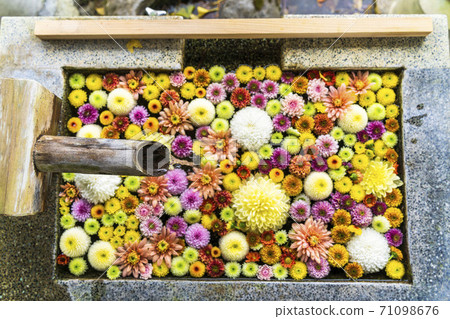 福島縣日本松市市花水清(Kikutemizu) 福島縣日本松市市花水清(Kikutemizu) 71098676