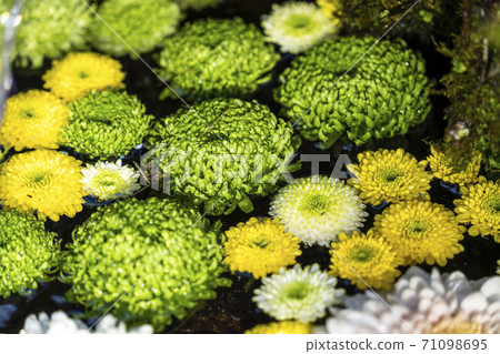福島縣日本松市市花水清(Kikutemizu) 福島縣日本松市市花水清(Kikutemizu) 71098695
