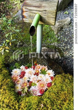 福島縣日本松市市花水清（Kikutemizu） 71098697