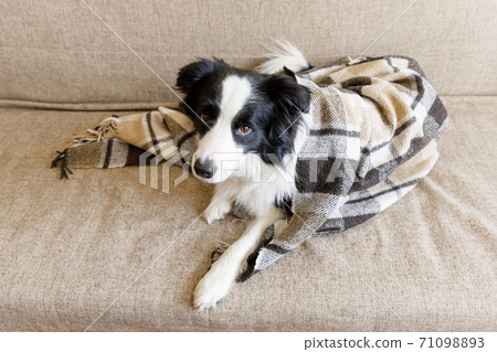 Funny puppy dog border collie lying on couch under plaid indoors. Little pet dog at home keeping warm hiding under blanket in cold fall autumn winter weather. Pet animal life concept. 71098893