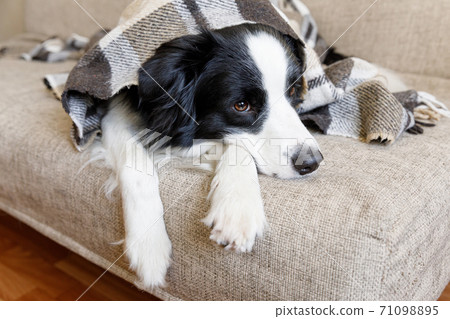 Funny puppy dog border collie lying on couch under plaid indoors. Little pet dog at home keeping warm hiding under blanket in cold fall autumn winter weather. Pet animal life concept. 71098895