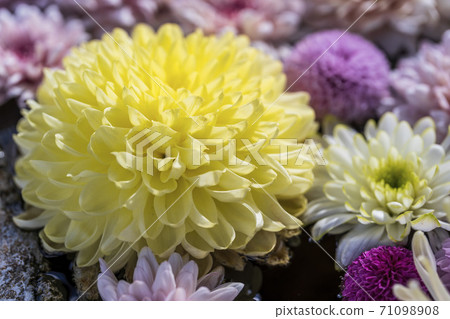 Vivid Hanatemizu (Kikutemizu) Nihonmatsu City, Fukushima Prefecture 71098908