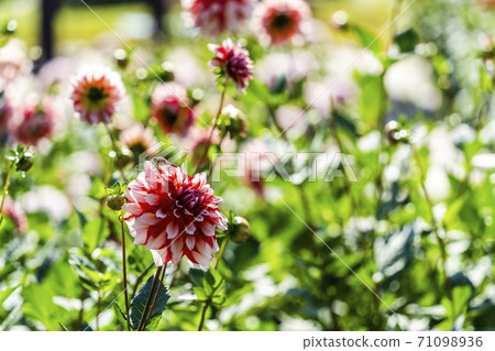 山形縣川西町大花iya 71098936