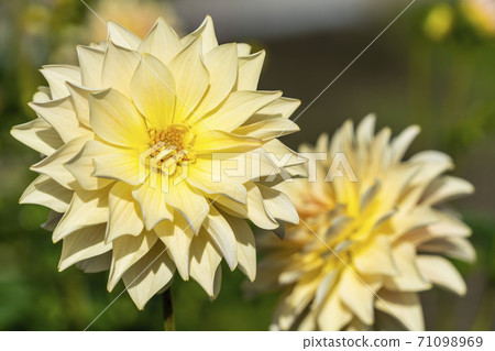 Brightly blooming dahlia, Kawanishi Town, Yamagata Prefecture 71098969