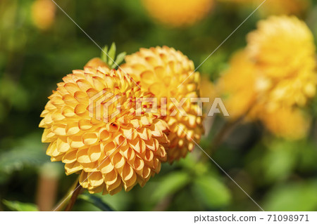Brightly blooming dahlia, Kawanishi Town, Yamagata Prefecture Brightly blooming dahlia, Kawanishi Town, Yamagata Prefecture 71098971