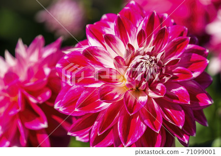 Brightly blooming dahlia, Kawanishi Town, Yamagata Prefecture Brightly blooming dahlia, Kawanishi Town, Yamagata Prefecture 71099001