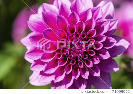 Brightly blooming dahlia, Kawanishi Town, Yamagata Prefecture 71099003