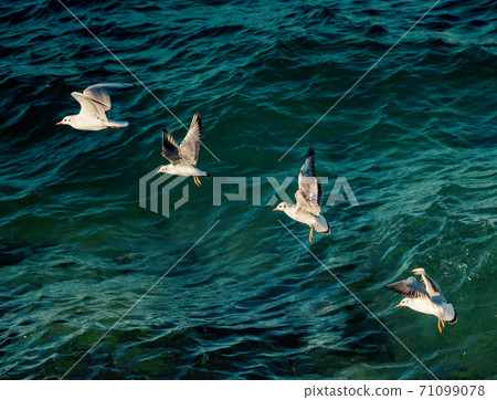 Seagulls are flying over sea waters 71099078