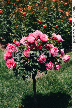 Rose tree with pink roses in a garden 71099079
