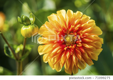 Brightly blooming dahlia, Kawanishi Town, Yamagata Prefecture 71099275