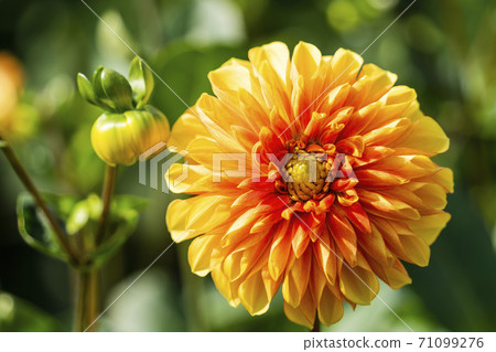 Brightly blooming dahlia, Kawanishi Town, Yamagata Prefecture 71099276