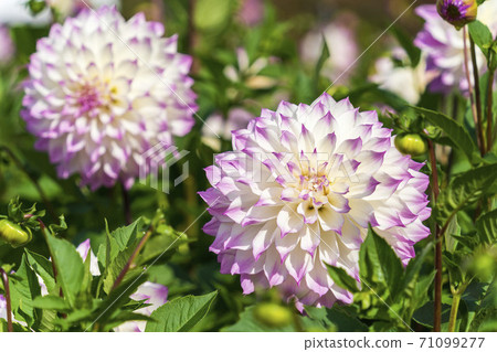 Brightly blooming dahlia, Kawanishi Town, Yamagata Prefecture Brightly blooming dahlia, Kawanishi Town, Yamagata Prefecture 71099277