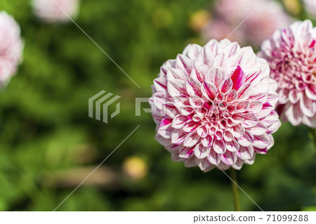 Brightly blooming dahlia, Kawanishi Town, Yamagata Prefecture Brightly blooming dahlia, Kawanishi Town, Yamagata Prefecture 71099288