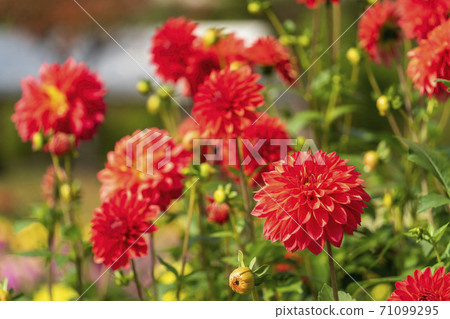 Brightly blooming dahlia, Kawanishi Town, Yamagata Prefecture Brightly blooming dahlia, Kawanishi Town, Yamagata Prefecture 71099295