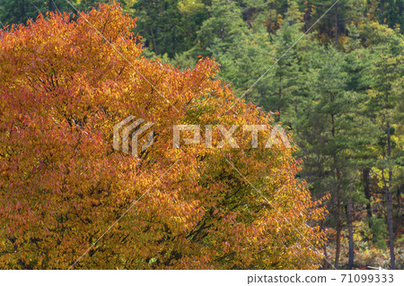 山形縣川西町色彩鮮豔的樹木,紅葉 山形縣川西町色彩鮮豔的樹木,紅葉 71099333