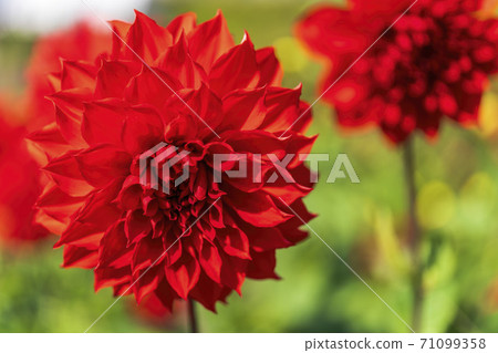 Brightly blooming dahlia, Kawanishi Town, Yamagata Prefecture Brightly blooming dahlia, Kawanishi Town, Yamagata Prefecture 71099358