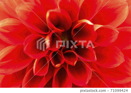 Brightly blooming dahlia, Kawanishi Town, Yamagata Prefecture Brightly blooming dahlia, Kawanishi Town, Yamagata Prefecture 71099424