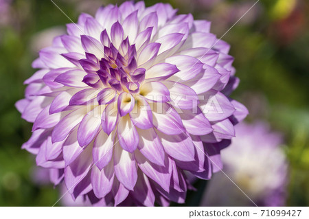 Brightly blooming dahlia, Kawanishi Town, Yamagata Prefecture Brightly blooming dahlia, Kawanishi Town, Yamagata Prefecture 71099427
