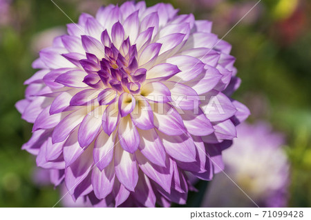 Brightly blooming dahlia, Kawanishi Town, Yamagata Prefecture 71099428