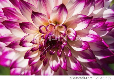 Brightly blooming dahlia, Kawanishi Town, Yamagata Prefecture Brightly blooming dahlia, Kawanishi Town, Yamagata Prefecture 71099429
