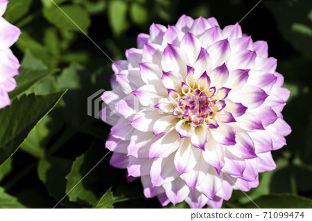 山形縣川西町大花iya 71099474