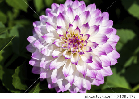 山形縣川西町大花iya 71099475