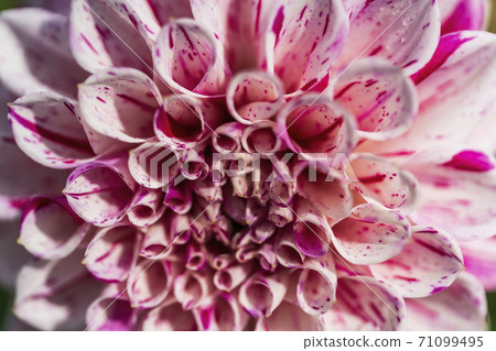 Brightly blooming dahlia, Kawanishi Town, Yamagata Prefecture Brightly blooming dahlia, Kawanishi Town, Yamagata Prefecture 71099495