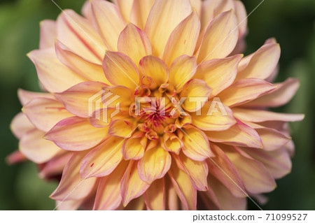 山形縣川西町大花iya 71099527