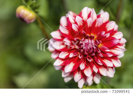 Brightly blooming dahlia, Kawanishi Town, Yamagata Prefecture Brightly blooming dahlia, Kawanishi Town, Yamagata Prefecture 71099541