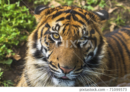 Face of Sumatran tiger Sendai City, Miyagi Prefecture Face of Sumatran tiger Sendai City, Miyagi Prefecture 71099573