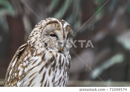 Hondo Owl perching on a branch Sendai City, Miyagi Prefecture Hondo Owl perching on a branch Sendai City, Miyagi Prefecture 71099574