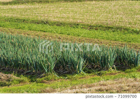 Negi幼苗和洋蔥田 Negi幼苗和洋蔥田 71099700